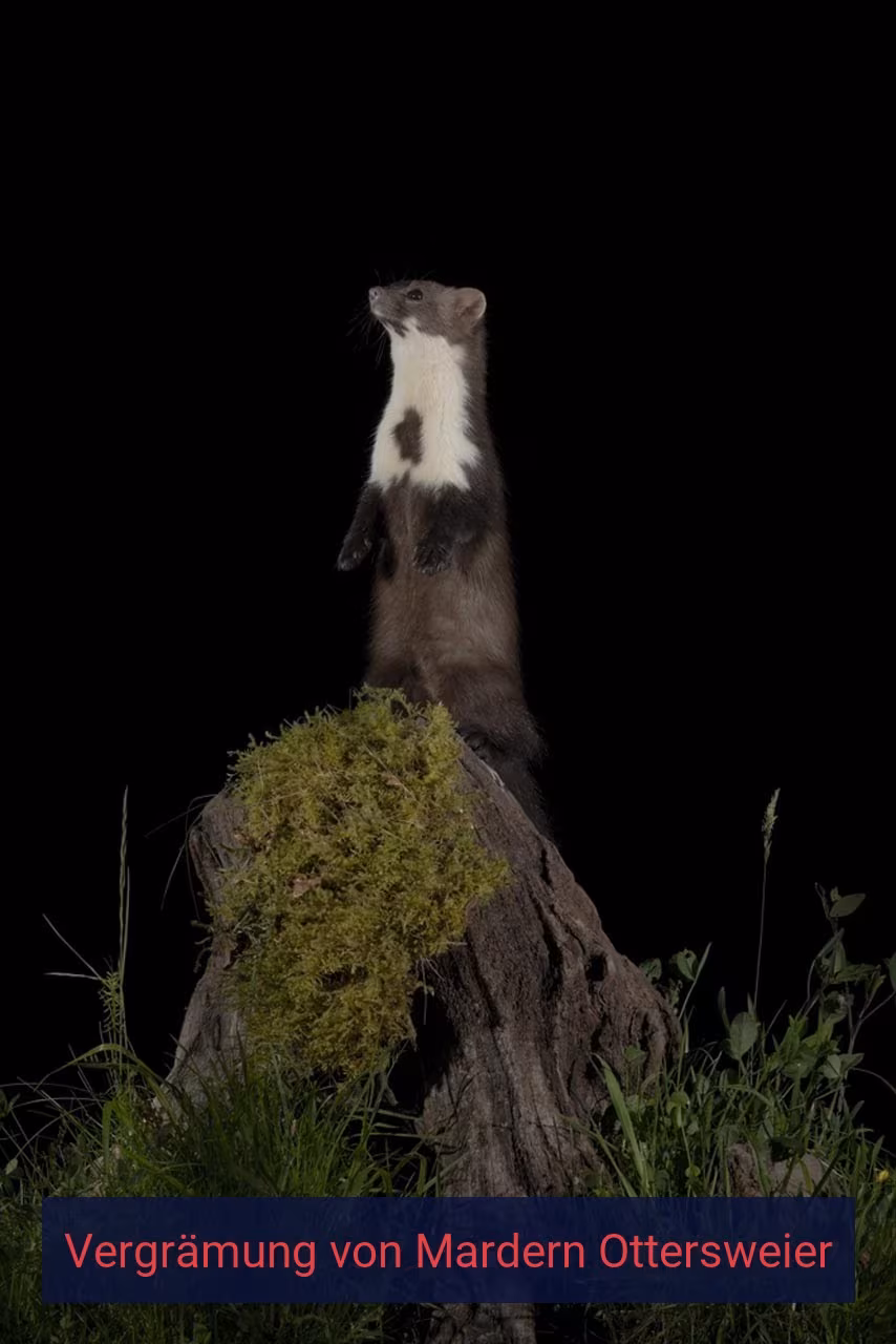 Vergrämung von Mardern Ottersweier
