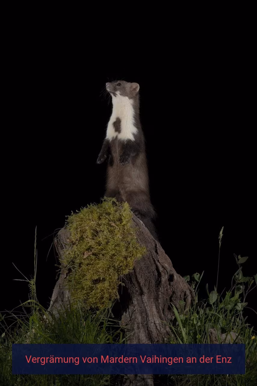 Vergrämung von Mardern Vaihingen an der Enz