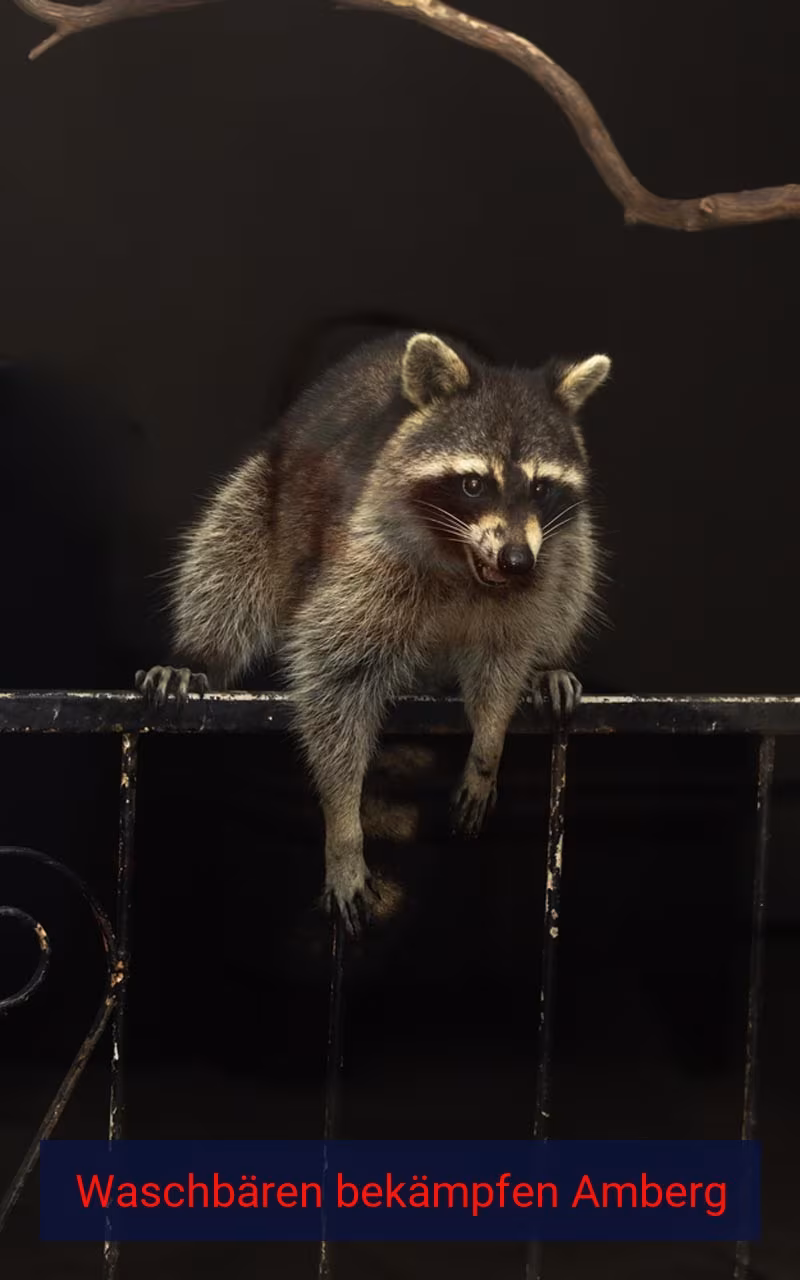 Waschbären bekämpfen Amberg