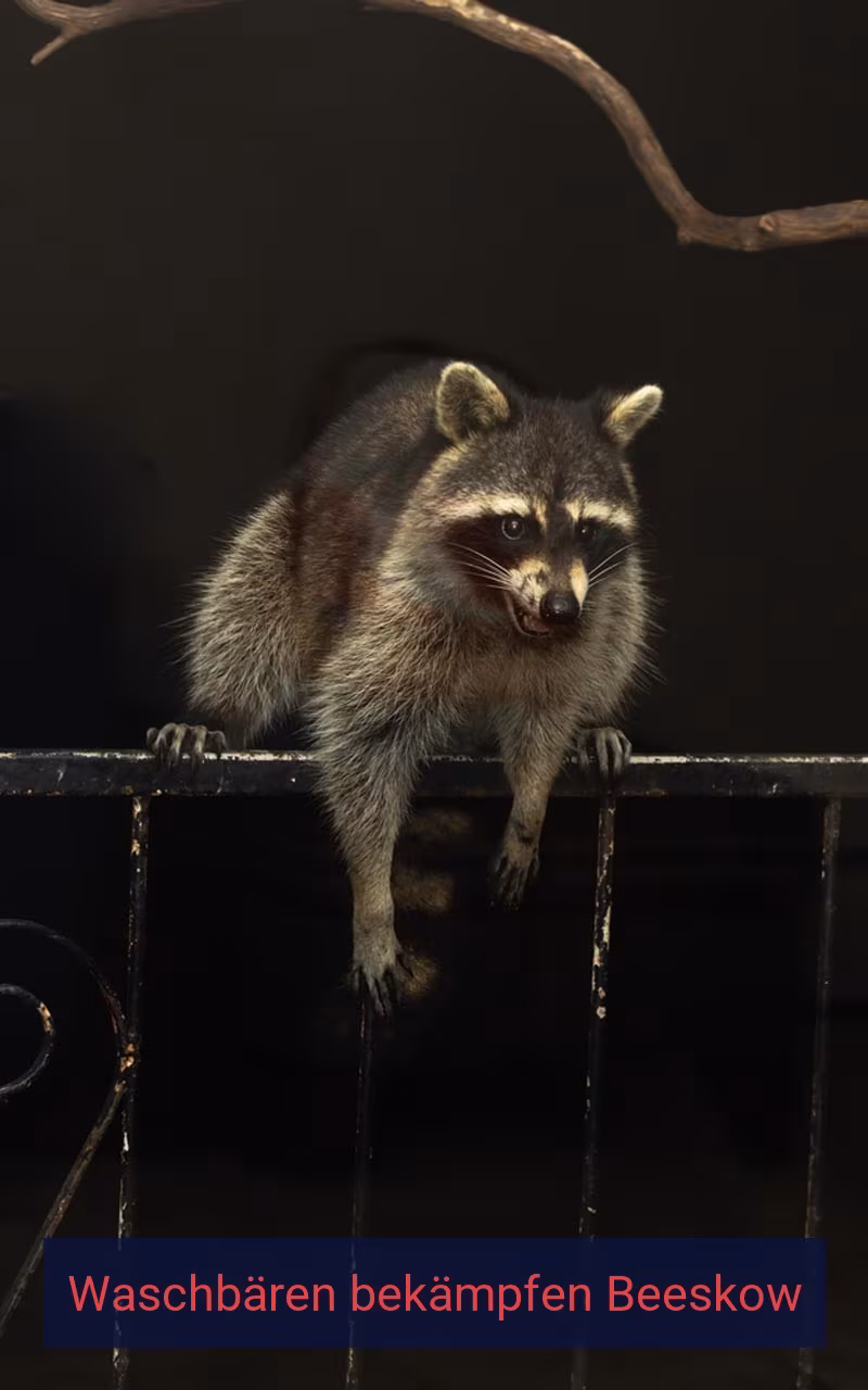 Waschbären bekämpfen Beeskow