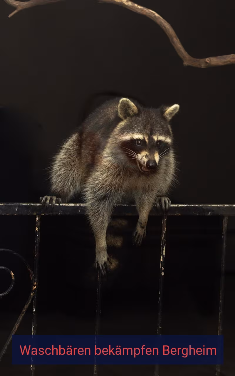 Waschbären bekämpfen Bergheim
