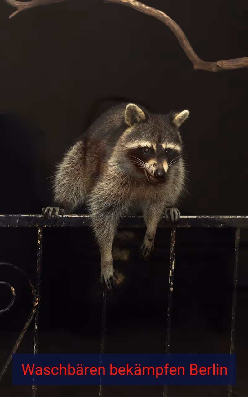 Waschbären bekämpfen Berlin