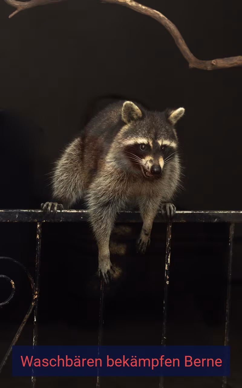 Waschbären bekämpfen Berne