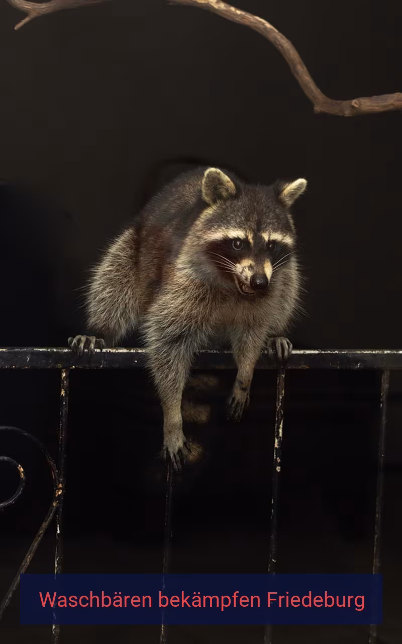 Waschbären bekämpfen Friedeburg