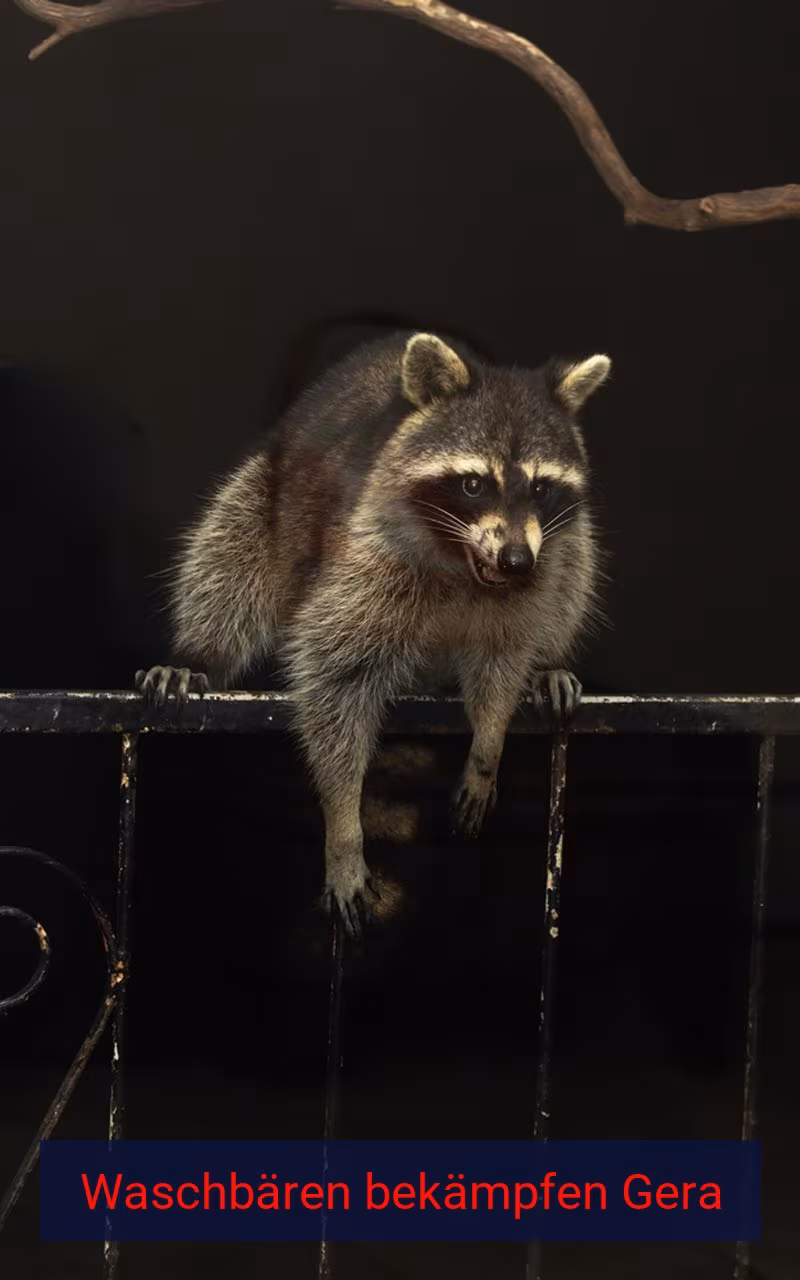 Waschbären bekämpfen Gera
