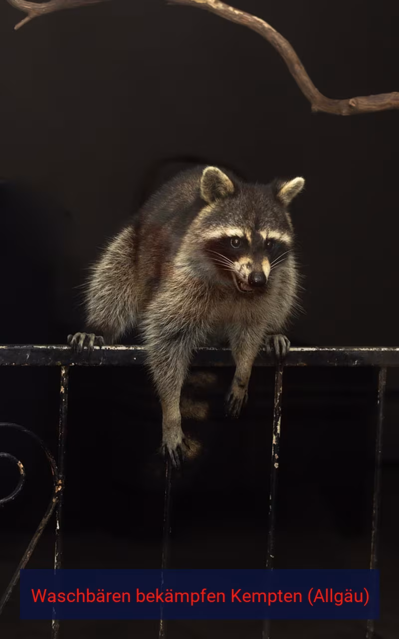 Waschbären bekämpfen Kempten (Allgäu)