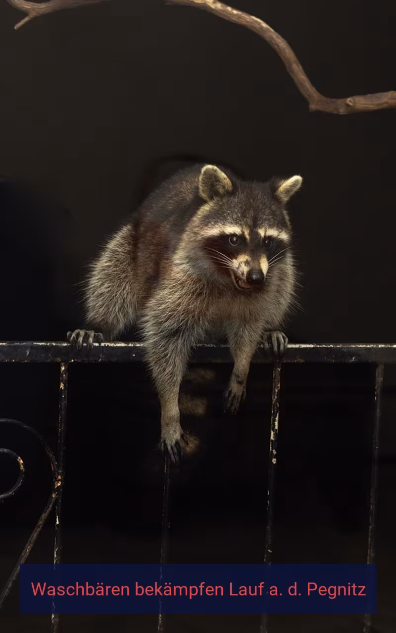 Waschbären bekämpfen Lauf a. d. Pegnitz