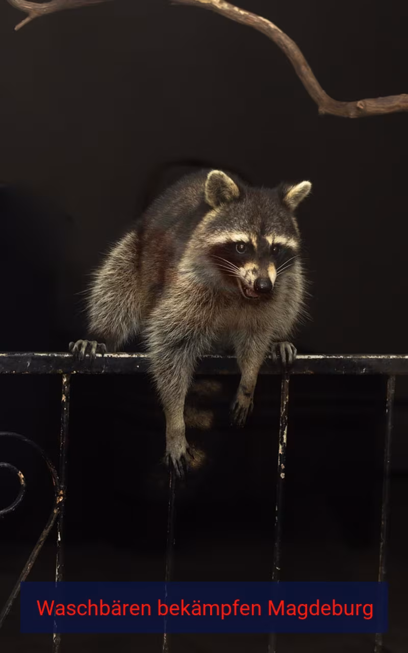 Waschbären bekämpfen Magdeburg