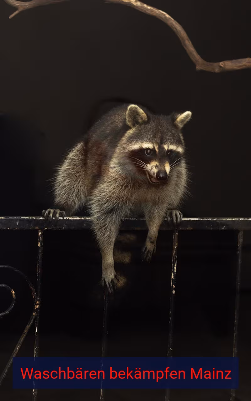 Waschbären bekämpfen Mainz
