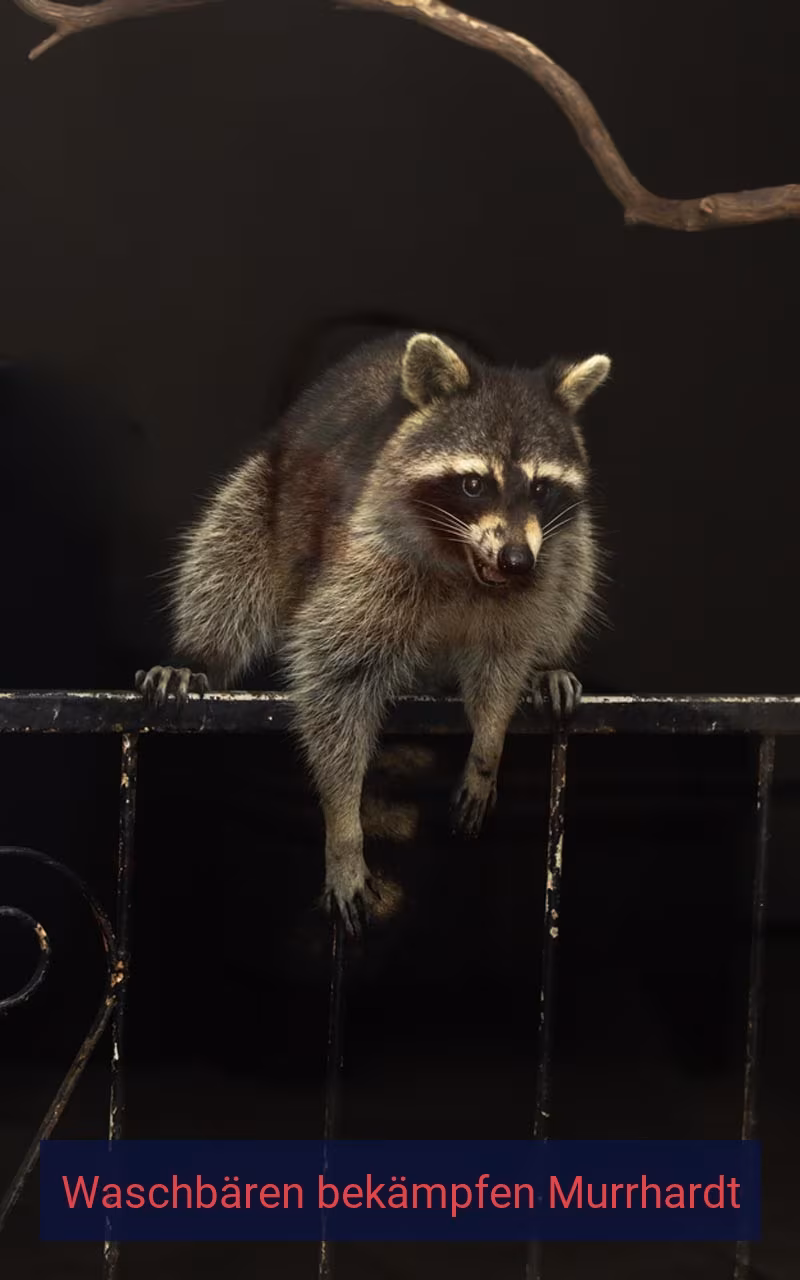 Waschbären bekämpfen Murrhardt