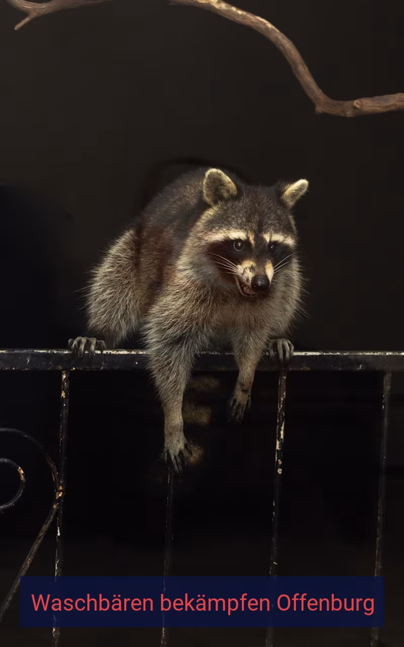 Waschbären bekämpfen Offenburg