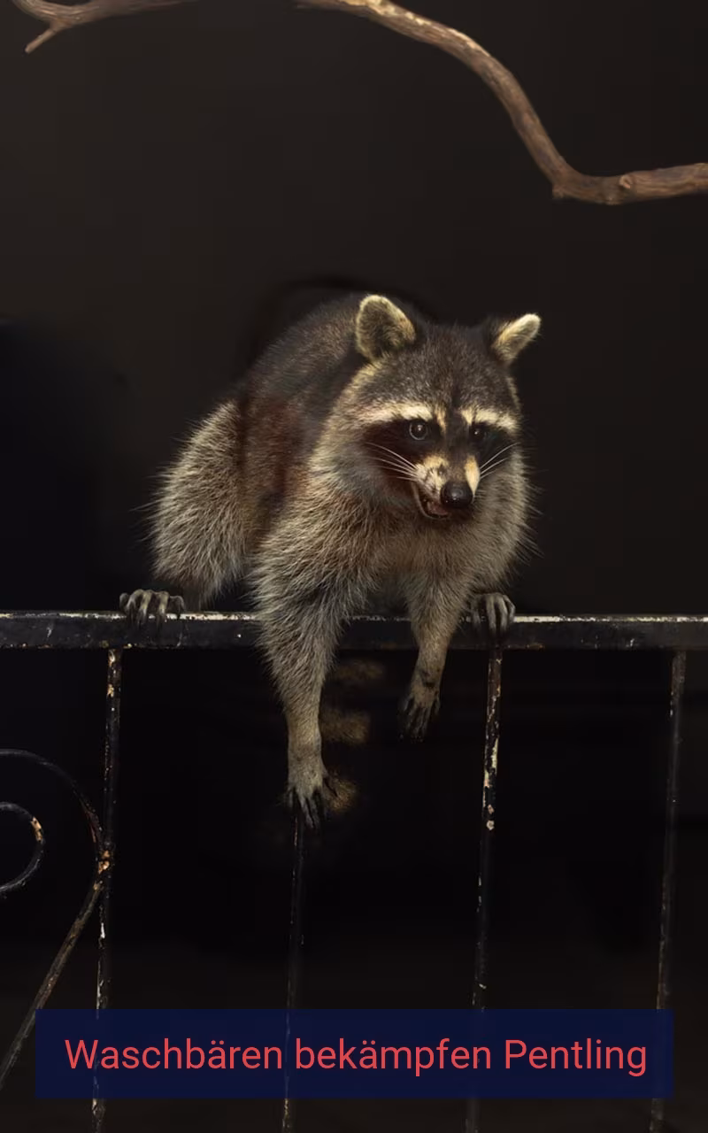 Waschbären bekämpfen Pentling