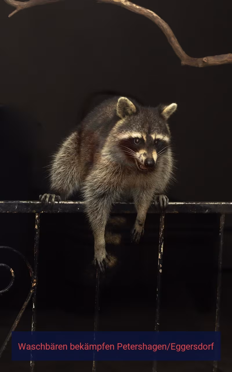 Waschbären bekämpfen Petershagen/Eggersdorf