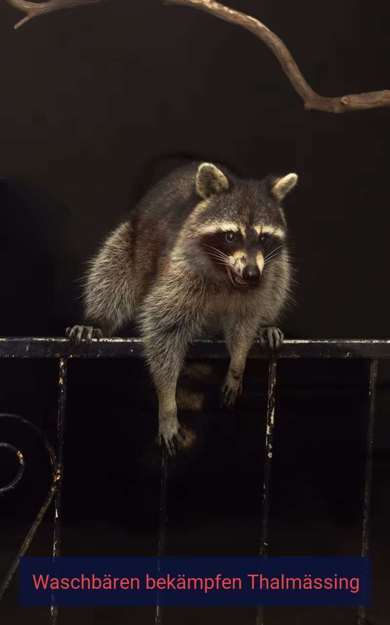 Waschbären bekämpfen Thalmässing