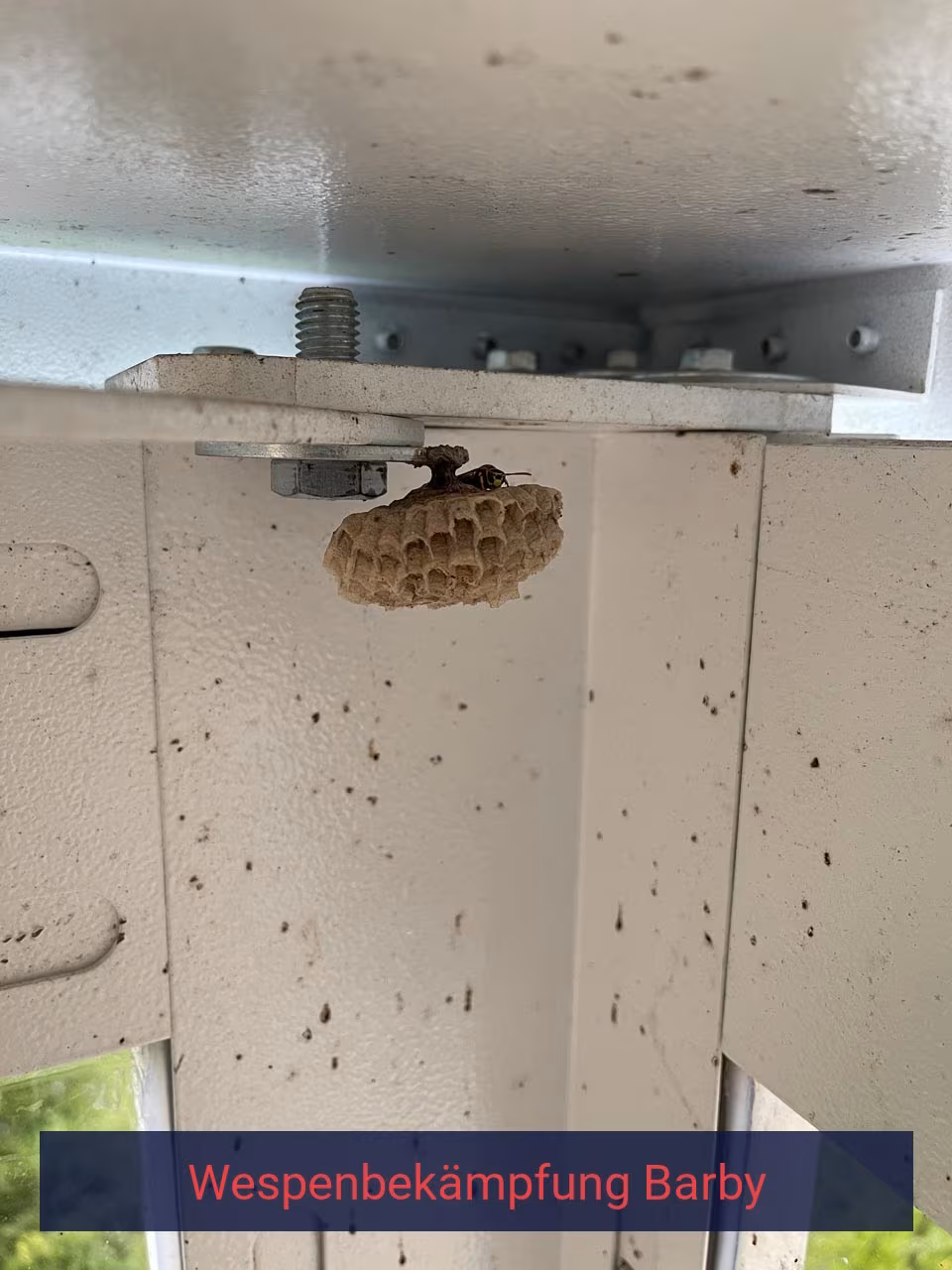 Belämpfung von Wespen Barby