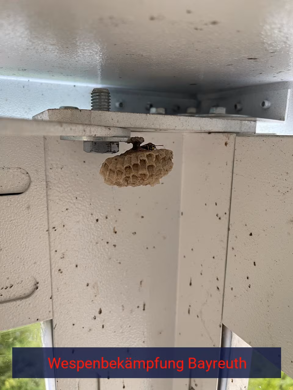 Belämpfung von Wespen Bayreuth