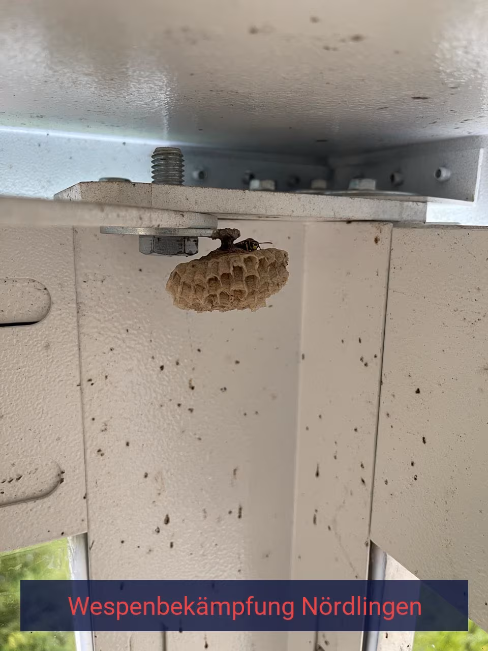 Belämpfung von Wespen Nördlingen