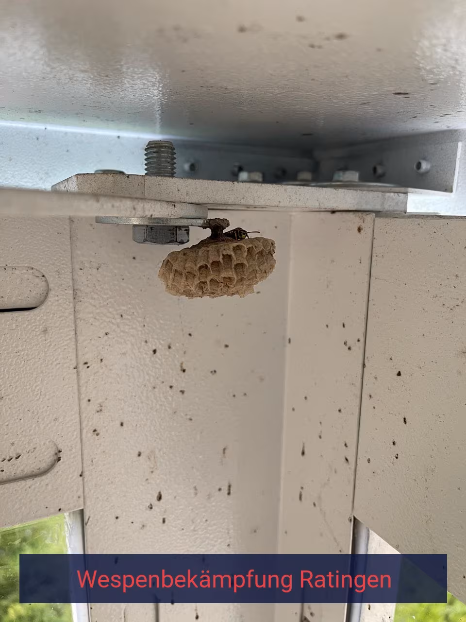 Belämpfung von Wespen Ratingen