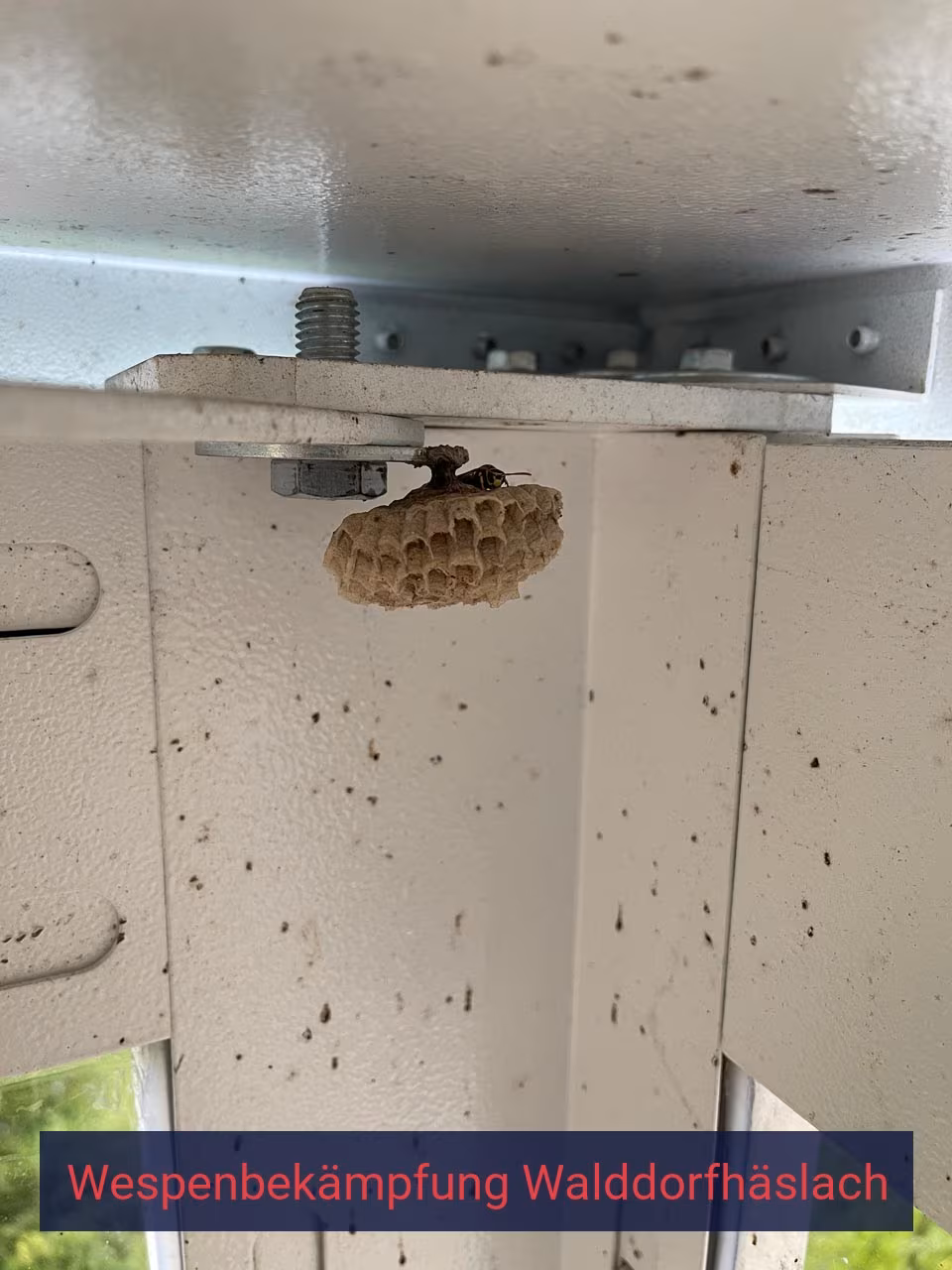 Belämpfung von Wespen Walddorfhäslach