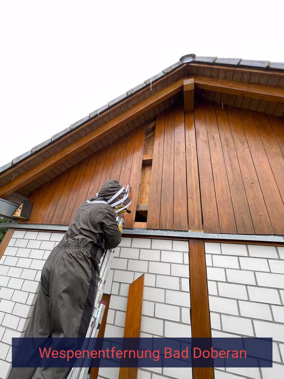 Wespenentfernung Bad Doberan